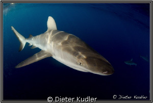 Anybody Home? by Dieter Kudler 